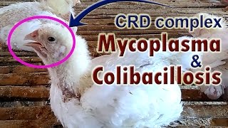 Mycoplasma Gallisepticum Mycoplasma in Chickens POULTRY DISEASES SYMPTOMS [upl. by Carilla954]