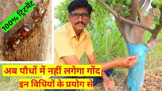 गोंद निकलना गमोसिस का अचूक इलाज  How to Treat Gummosis [upl. by Aliuqehs]