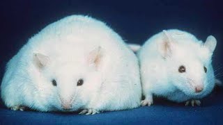 The CreloxP Technique Transgenic Mice [upl. by Risser]