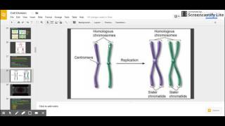 Sister Chromatids vs Homologous Chromosomes [upl. by Akinorev641]