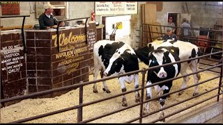 Buying and Selling at Livestock Auctions [upl. by Jeb]