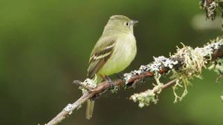 Yellowbellied Flycatcher [upl. by Stelle637]