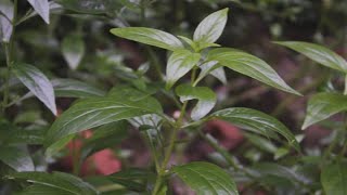 3 Serpentina  PLANT BENEFITS AND USES LEAVES HALAMANG GAMOT  Likas Lunas [upl. by Bullard]