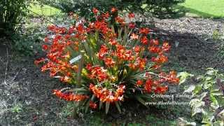 Crocosmia Emberglow [upl. by Anawak]