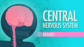 Central Nervous System Crash Course Anatomy amp Physiology 11 [upl. by Laurene379]