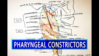 Pharyngeal Constrictors  Pharynx Anatomy [upl. by O'Neill]