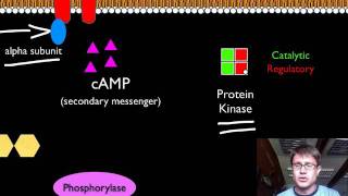 Signal Transduction Pathways [upl. by Douglass97]