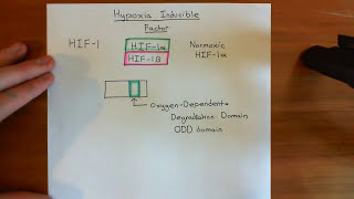 Hypoxia Inducible Factor HIF Part 1 [upl. by Aserahs77]