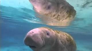 The Truth About Manatees [upl. by Adnawaj]