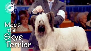 Meet the Skye Terrier [upl. by Dhiren]