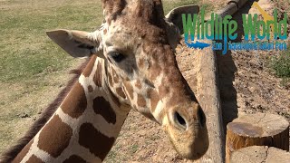 Wildlife World Zoo Tour amp Review with The Legend [upl. by Nybbor170]