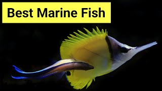 Top 6 Saltwater Aquarium Fish [upl. by Hsaka480]