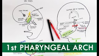 First Pharyngeal Arch and its derivatives  Embryology Tutorial [upl. by Bradford]