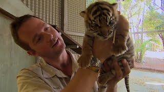 What Happens When Tigers Meet Humans  BBC Earth [upl. by Casmey]