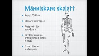 Skelett och leder [upl. by Currier]