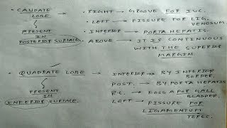 Liver anatomy 3 Caudate and Quadrate lobe  TCML [upl. by Radke]