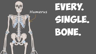 Every Bone in the Human Body [upl. by Maximilien899]