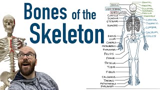 Bones of the Skeleton [upl. by Amalie]