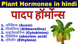 Plant hormones  padap harmon in hindi  पादप हॉर्मोन्स  padap harmons  hormone and their function [upl. by Erminia748]