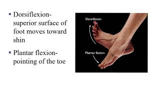 Dorsiflexion Plantar Flexion Inversion and Eversion [upl. by Enaillil]