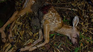 Deer Decomposition  Timelapse 4K [upl. by Hannis]