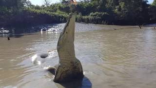 Jumping Crocodile Cruise in Adelaide River Darwin Australia [upl. by Myrtia]