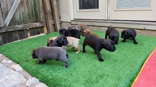 4 week old Cane Corso puppies [upl. by Annetta]