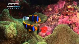 Seaview Science Clown Fish Symbiosis [upl. by Nolrah]