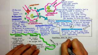 Tuberculosis Pathogenesis [upl. by Hnib]