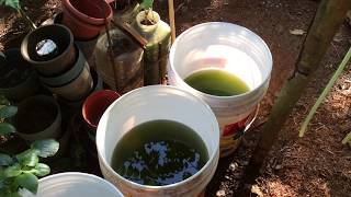 How to grow Green Water Algae [upl. by Dincolo]