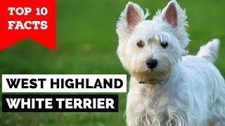 West Highland White Terrier – Top 10 Facts Westie [upl. by Faline]