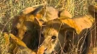 12 Ushuaia Nature  Prelude au crepuscule dune faune Botswana [upl. by Idelson39]