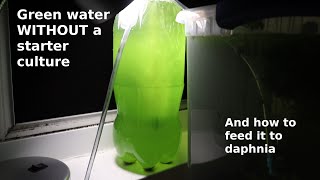 Green Water WITHOUT a Starter Culture  From Scratch  How To [upl. by Snider460]