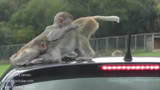 Monkey Drive Through At Longleat Safari Park [upl. by Cresa]