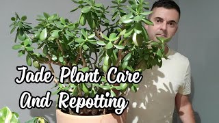 Jade Plant Care  Repotting My Huge Jade [upl. by Hamo]