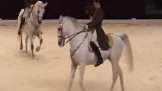 Passage  Dressage horses  Classical Riding [upl. by Mannes]