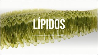 Lípidos  Bioquímica  Lic en Nutrición [upl. by Moguel]