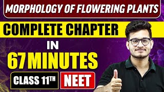 MORPHOLOGY OF FLOWERING PLANTS IN 67 Minutes  Full Chapter Revision  Class 11 NEET [upl. by Tracie]