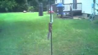 Squirrel vs Slinky [upl. by Cranston]