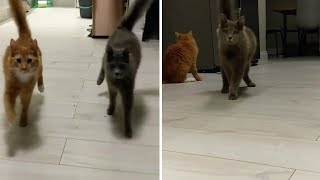 Wobbly Cat Syndrome Felines In Sync [upl. by Spain]