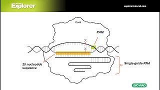 CRISPR Explained Gene Editing History Technology and Applications [upl. by Fortunia]