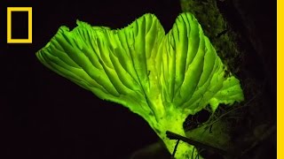 GlowintheDark Mushrooms Nature’s Night Lights  National Geographic [upl. by Cathe69]