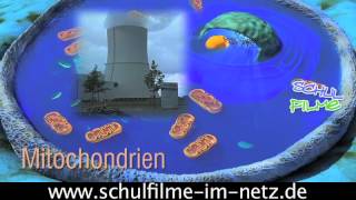 Die Zelle  Schulfilm Biologie [upl. by Lydie]