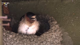 Cliff Swallow Nests [upl. by Enomas298]