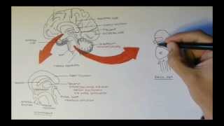 Brain Anatomy Overview  Lobes Diencephalon Brain Stem amp Limbic System [upl. by Thamos]