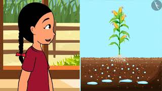 पादपों में पोषण  Part 13  Nutrition In Plants  Hindi  Class 7 Science Chapter 1  TicTacLearn [upl. by Jillayne]