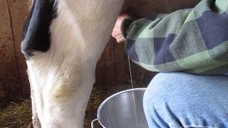 Shocking Truth about MILK  Educational Video for Kids [upl. by Freiman437]