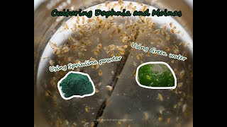 How To Culture Daphnia and Moinas using Green Water Spirulina powder [upl. by Anala]