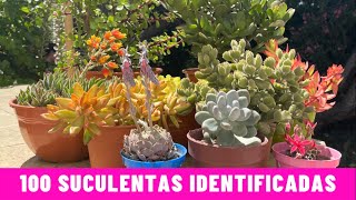 100 SUCULENTAS IDENTIFICADAS  Nombres Cientificos [upl. by Greiner425]