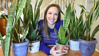 Snake Plant Care  Sanseveria Care Guide Light Water Temperature Propagation Problems [upl. by Quarta]